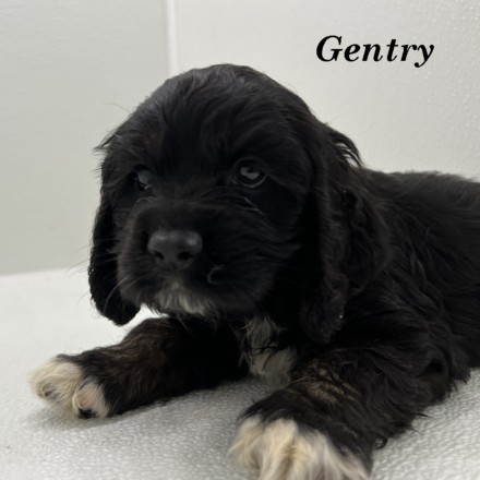 puppy, for, sale, Cocker Spaniel, Joe & Cherri  Overlease, dog, breeder, Miller, MO, dog-breeder, puppy-for-sale, forsale, nearby, find, puppyfind, locator, puppylocator, aca